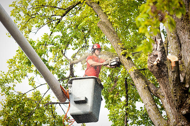 How Our Tree Care Process Works  in  Burns Harbor, IN